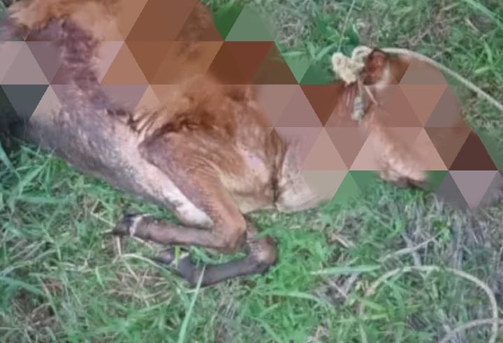 പശുക്കിടാവ് ഷോക്കേറ്റ് ചത്തു