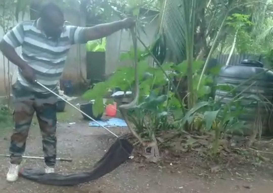 അണലിയെ പിടികൂടാൻ സർപ്പ അംഗം എത്തിയപ്പോൾ കണ്ടത് മൂർഖൻ അണലിയെ കടിച്ച് കീറുന്നത്: കടിപിടിക്കിടെ അണലി ചത്തു, മൂർഖനെ പിടികൂടി