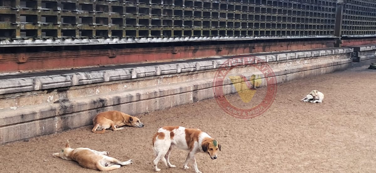 മഹാദേവക്ഷേത്രത്തിൽ തെരുവ് നായ ആക്രമണം