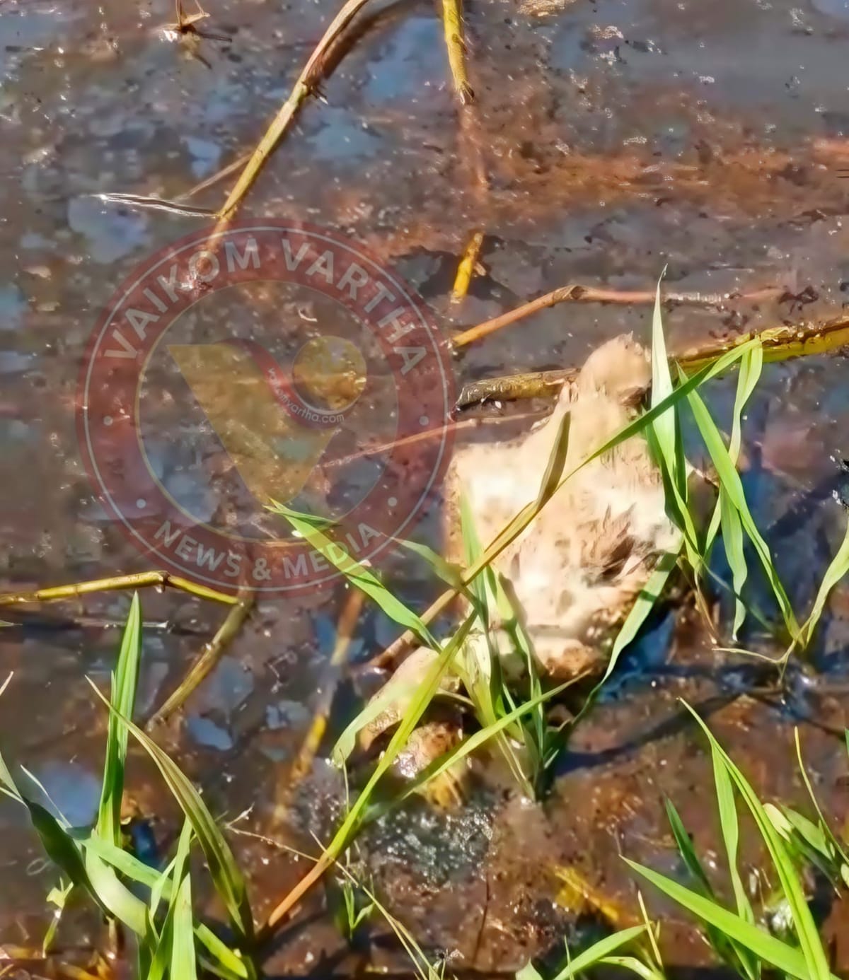 താറാവുകൾ ചത്ത നിലയിൽ