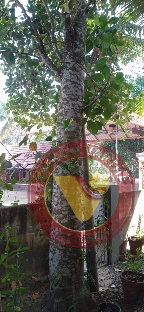 വടക്കുപുറത്ത് ​ദേശഗുരുതി  ഫെബ്രുവരി 6 ന്