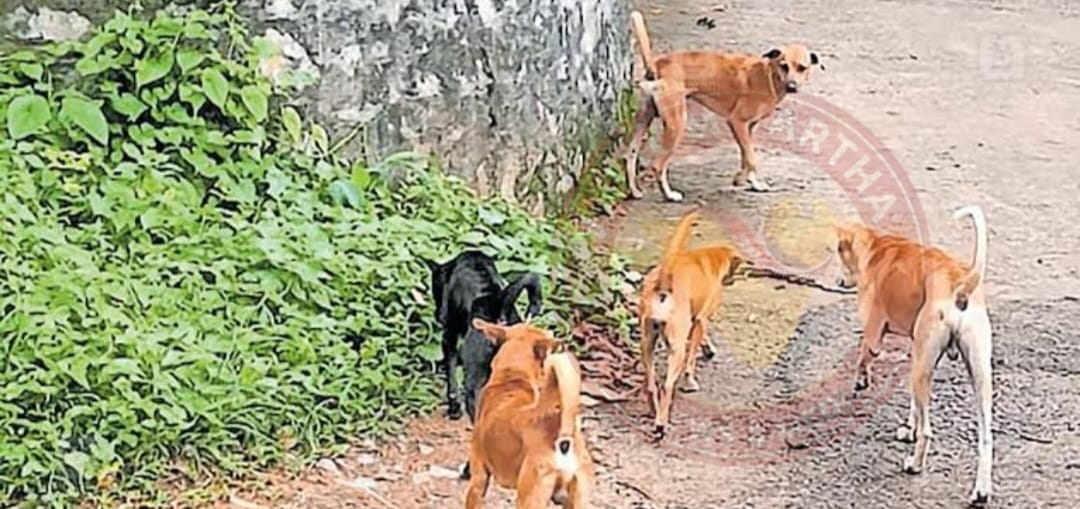 തെരുവ് നായ്ക്കൾ ആടിനെ കടിച്ചു കൊന്നു