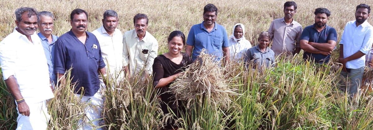 35 വര്‍ഷം തരിശായി കിടന്ന പാടശേഖരത്ത് കര്‍ഷക കൂട്ടായ്മ നടത്തിയ കൃഷിയ്ക്ക് നൂറ് മേനി വിളവ്