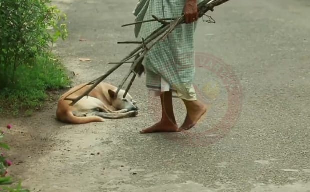 10 വർഷത്തിനിടെ കേരളത്തിൽ തെരുവു നായുടെ കടിയേറ്റ് മരിച്ചത് 118 പേർ