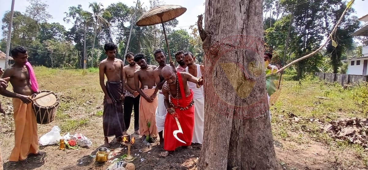 അറ്റുപോയ ആചാരത്തിന് അനുഗ്രഹത്തുടർച്ച; ആറ്റുവേലച്ചാടിന് തേക്കുമരം സമർപ്പിച്ചു