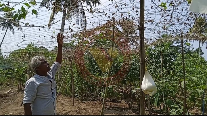കരിയാറിൽ ഓരു വെള്ളം കയറി വ്യാപക കൃഷി നാശം