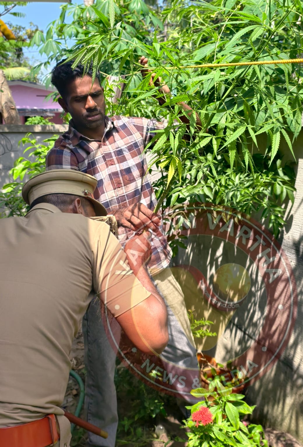 വൈക്കത്ത് കഞ്ചാവെന്ന സംശയത്തിൽ ചെടികൾ പിടിച്ചെടുത്തു