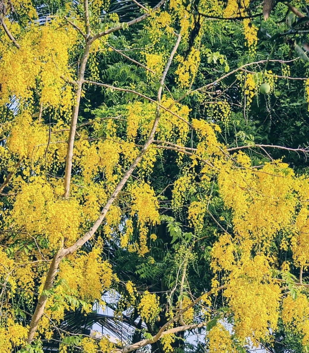 സ്വർണ്ണപ്രഭയിൽ പ്രകൃതി; വിഷുവിൻ വരവറിയിച്ച് കണിക്കൊന്നകൾ പൂത്തുലഞ്ഞു