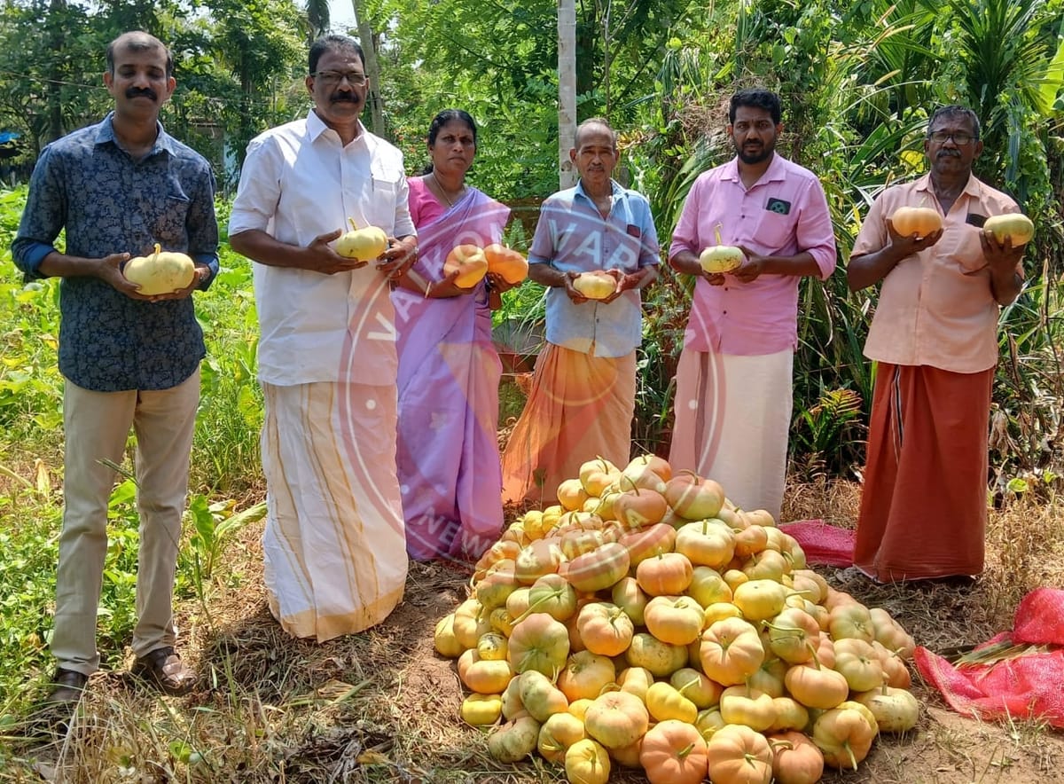 വിഷുവിന് കണിയൊരുക്കാൻ കണി മത്തൻ വിളയിച്ച് സുന്ദരൻ നളന്ദ