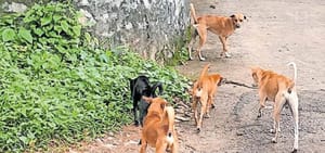 വൈക്കത്ത് നിരവധി നായ്ക്കളെ കടിച്ച തെരുവ് നായ ചത്തു: പേവിഷ ബാധയെന്ന് സംശയം.