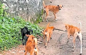 വൈക്കത്ത് വീണ്ടും തെരുവ് നായ ആക്രമണം: ഒരാൾക്ക് കടിയേറ്റു
