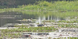 വൈക്കത്തെ ഉൾനാടൻ ഗ്രാമഭംഗി