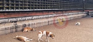 മഹാദേവക്ഷേത്രത്തിൽ തെരുവ് നായ ആക്രമണം