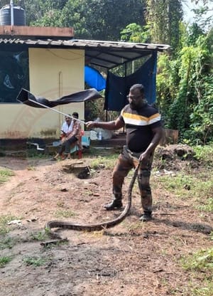 പെരുമ്പാമ്പിനെ പിടികൂടി