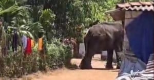 ആനയിടഞ്ഞു, പാപ്പാനെ ചവിട്ടിക്കൊന്നു