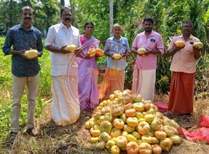 വിഷുവിന് കണിയൊരുക്കാൻ കണി മത്തൻ വിളയിച്ച് സുന്ദരൻ നളന്ദ