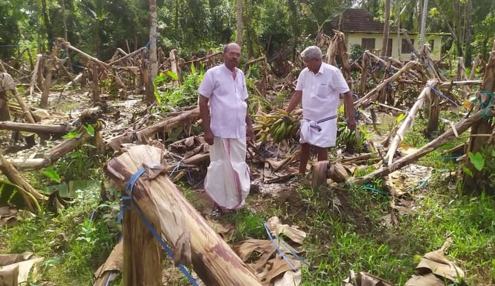 പടിഞ്ഞാറെക്കരയിൽ വെള്ളം കയറി നശിച്ചത് കർഷകരുടെ സ്വപ്നങ്ങൾ