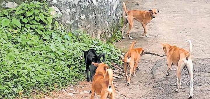 വൈക്കത്ത് നിരവധി നായ്ക്കളെ കടിച്ച തെരുവ് നായ ചത്തു: പേവിഷ ബാധയെന്ന് സംശയം.