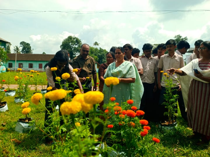 ഓണപ്പൂ കൃഷിയുടെ വിളവെടുപ്പ്