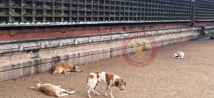 മഹാദേവക്ഷേത്രത്തിൽ തെരുവ് നായ ആക്രമണം