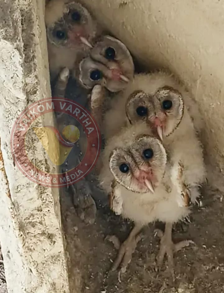 പള്ളിമേടയിൽ  വെള്ളിമൂങ്ങകൾ