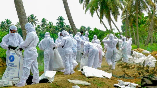 കോട്ടയത്ത് മൂന്നിടത്ത് പക്ഷിപ്പനി