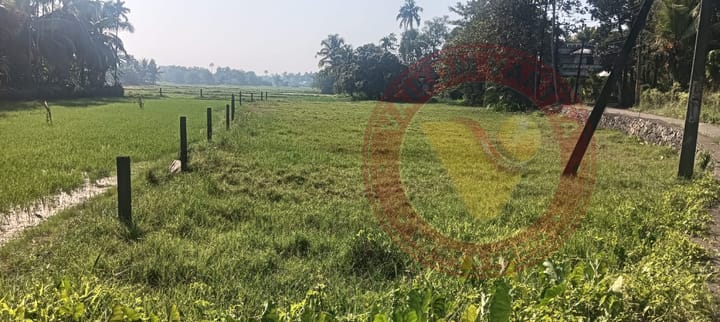 മാത്താനം പാടശേഖരം ഇനി പച്ചപ്പണിയുമോ?