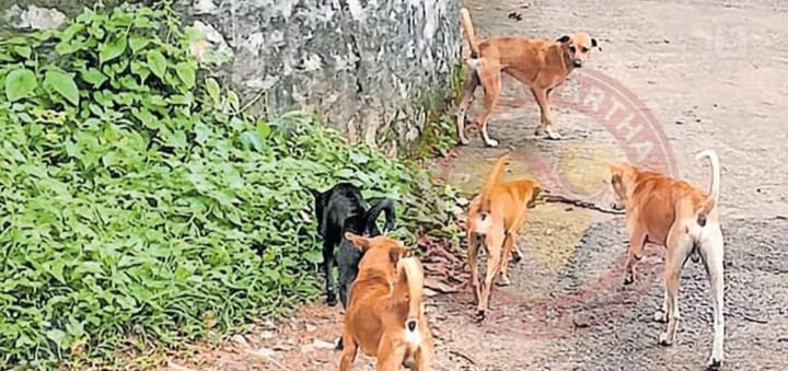 തെരുവ് നായ്ക്കൾ ആടിനെ കടിച്ചു കൊന്നു