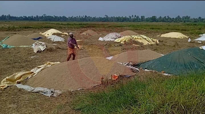 നെൽകർഷകർ ദുരിതകയത്തിൽ