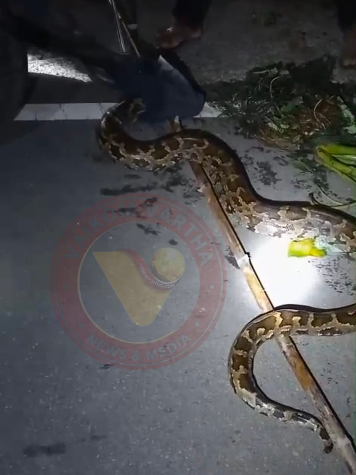 പെരുമ്പാമ്പിനെ പിടികൂടി