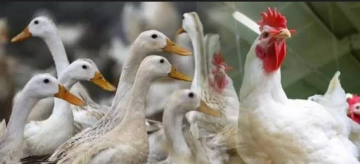 ഉദയനാപുരം ഗ്രാമ പഞ്ചായത്തിലെ 16 വാർഡിൽ പക്ഷിപ്പനി സ്ഥിരീകരിച്ചു