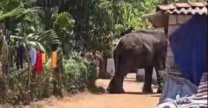 ആനയിടഞ്ഞു, പാപ്പാനെ ചവിട്ടിക്കൊന്നു